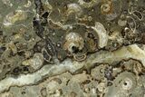Ammonite (Promicroceras) Cluster - Somerset, England #129289-2